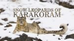 The Future of Snow Leopards